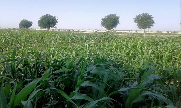 One time irrigation at Barren Soil Kacho Johi Dadu Sindh Pakistan 