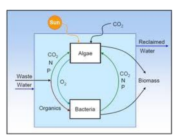 Waste water process of textile conversion of waste chemicals to convert into Biomass